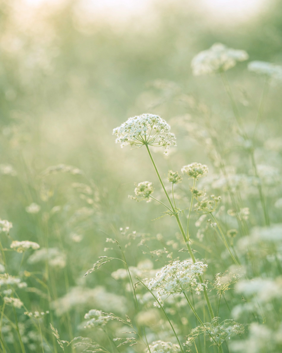 Sanfte Blüten im goldenen Licht1-grün Sanfte Blüten im goldenen Licht